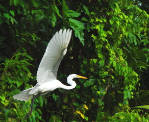 GEO_6339.Flying Egret